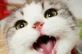 娱乐吃瓜君 折耳猫,折耳猫的神秘魅力与争议