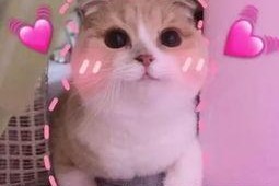 羊了个羊吃瓜娱乐,吃瓜娱乐背后的网络狂欢