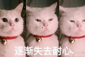 吃瓜表情包猫咪,猫咪版表情包大揭秘